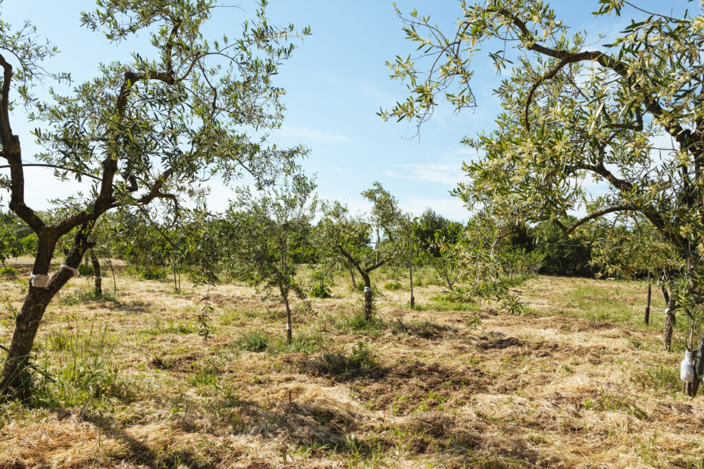 COMETA – Comunità Educante del Territorio di Altamura